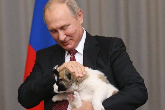 每天抚摸你的狗,每天抚摸狗狗