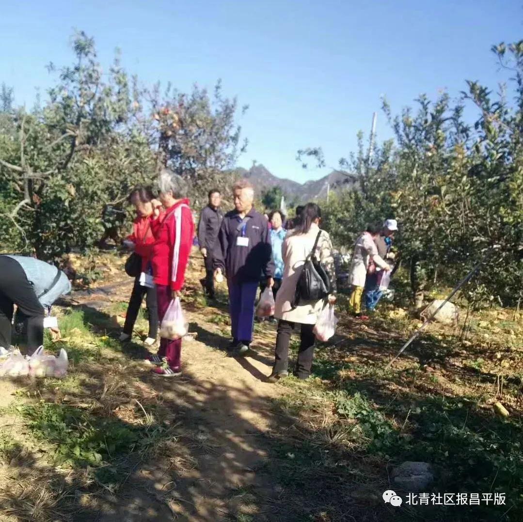 又到了采摘油桃的季节,油桃采摘季来袭你准备好了吗