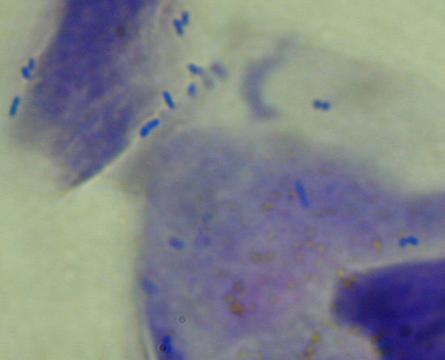 宠物病症知识,狗狗脓皮症初期是什么样的现象