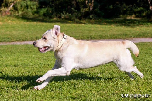 拉布拉多出门太兴奋,拉布拉多出门总是兴奋乱跑