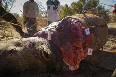 文玩背后的阴暗——鲜血淋漓惨不忍睹！人性居然能恶毒到如此地步