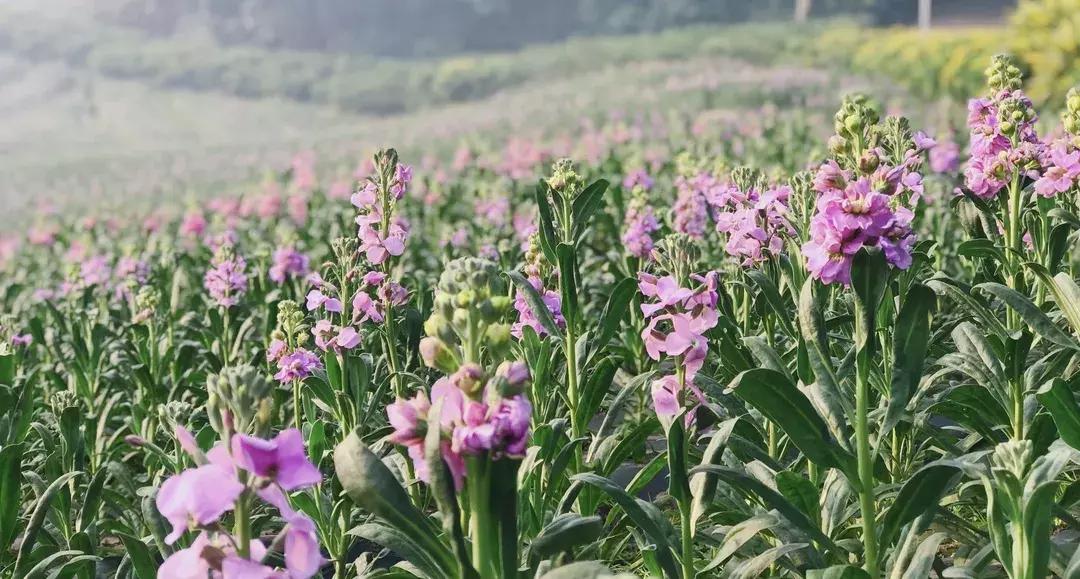 元宵花灯太美了,春季赏花郁金香太美了