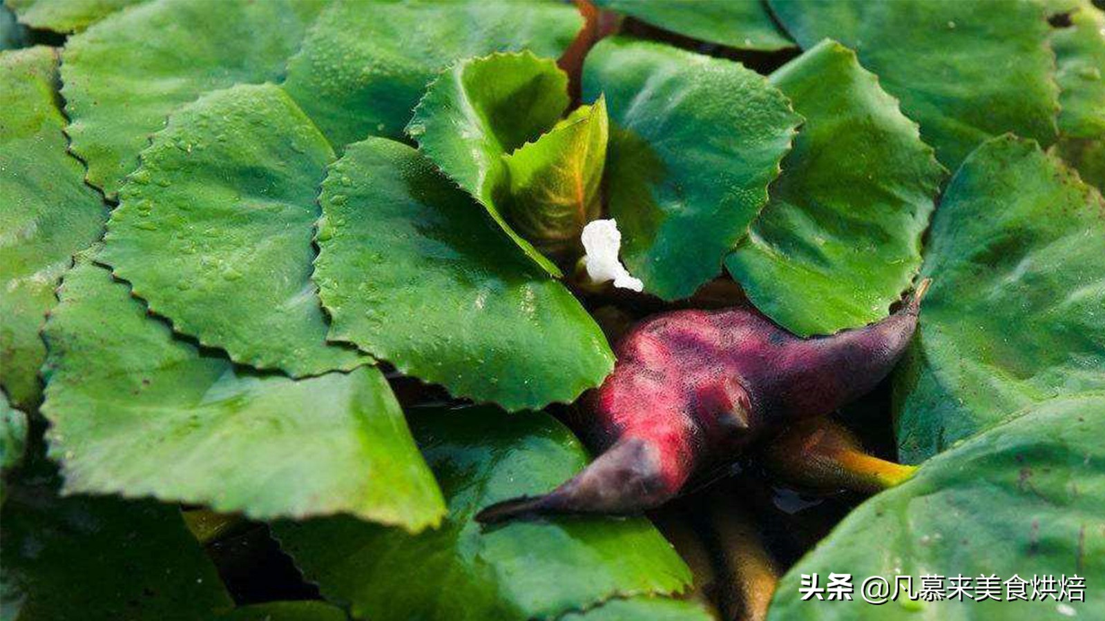 水果百科知识大全水果种类,水果种类大全水果如何分类