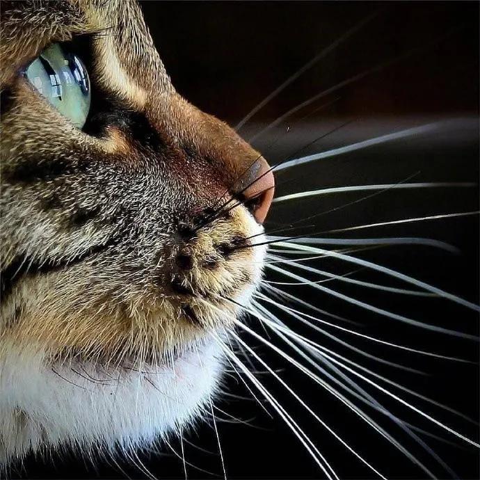 猫咪胡须对猫有什么影响,猫咪的胡子能招财吗