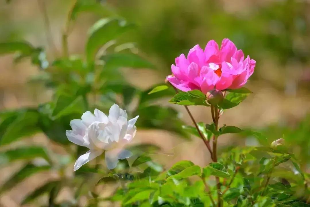 凉山最漂亮的花海,西昌赏花攻略