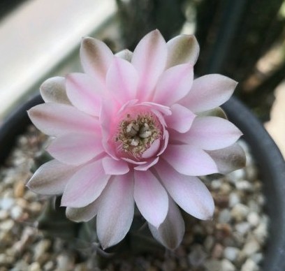 101个仙人球品种,101种仙人球开花图片