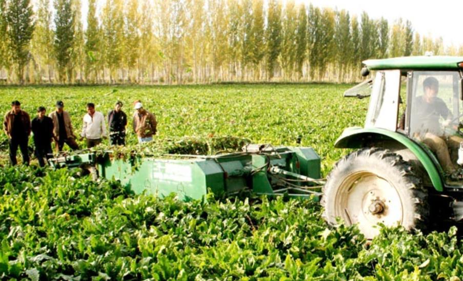 东北街上的冰糖大蒜,都卖给谁了?