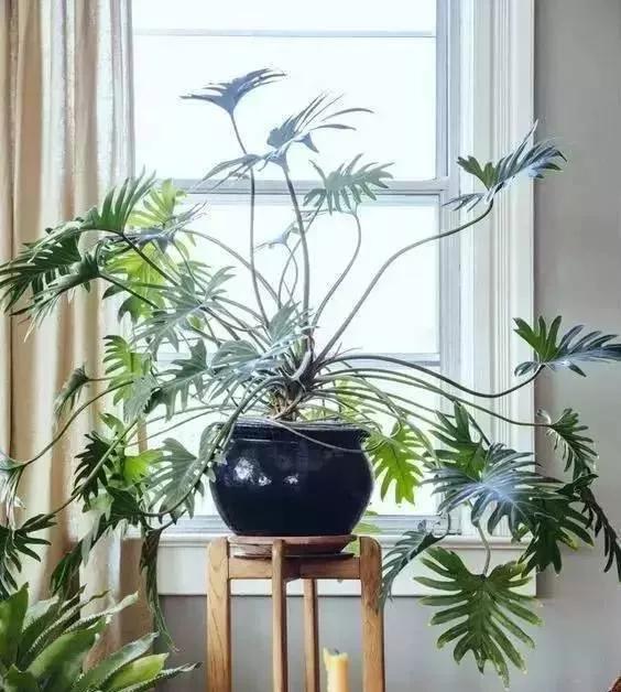 那盆嫩绿嫩绿的春羽，最终会蜕变成一条龙