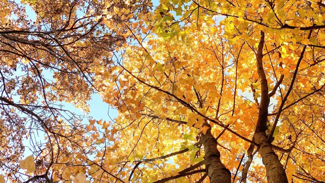 秋色正艳|掌握这6个小技巧，教你拍出绝美秋景