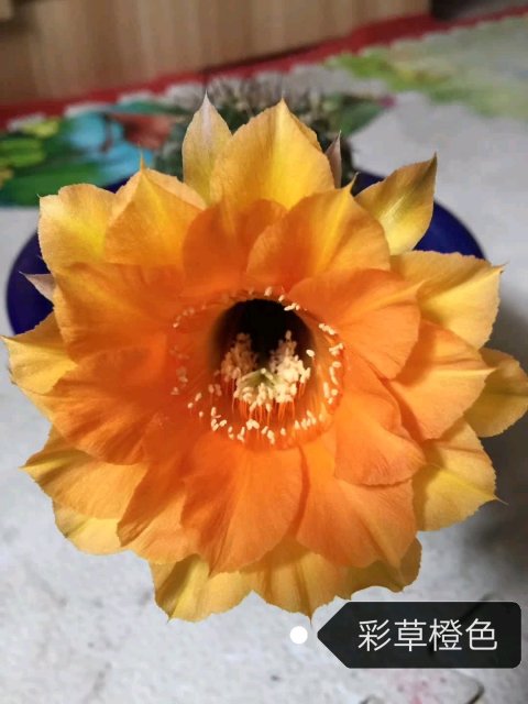 101个仙人球品种,101种仙人球开花图片