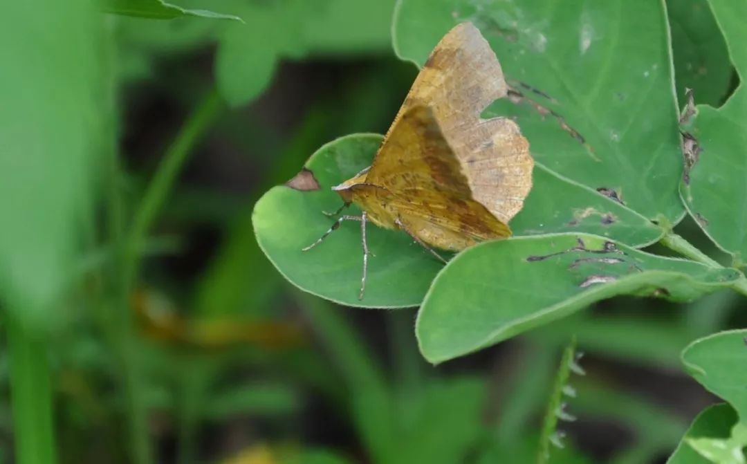传说中的蛊虫真的有吗,传说中的扑棱蛾子