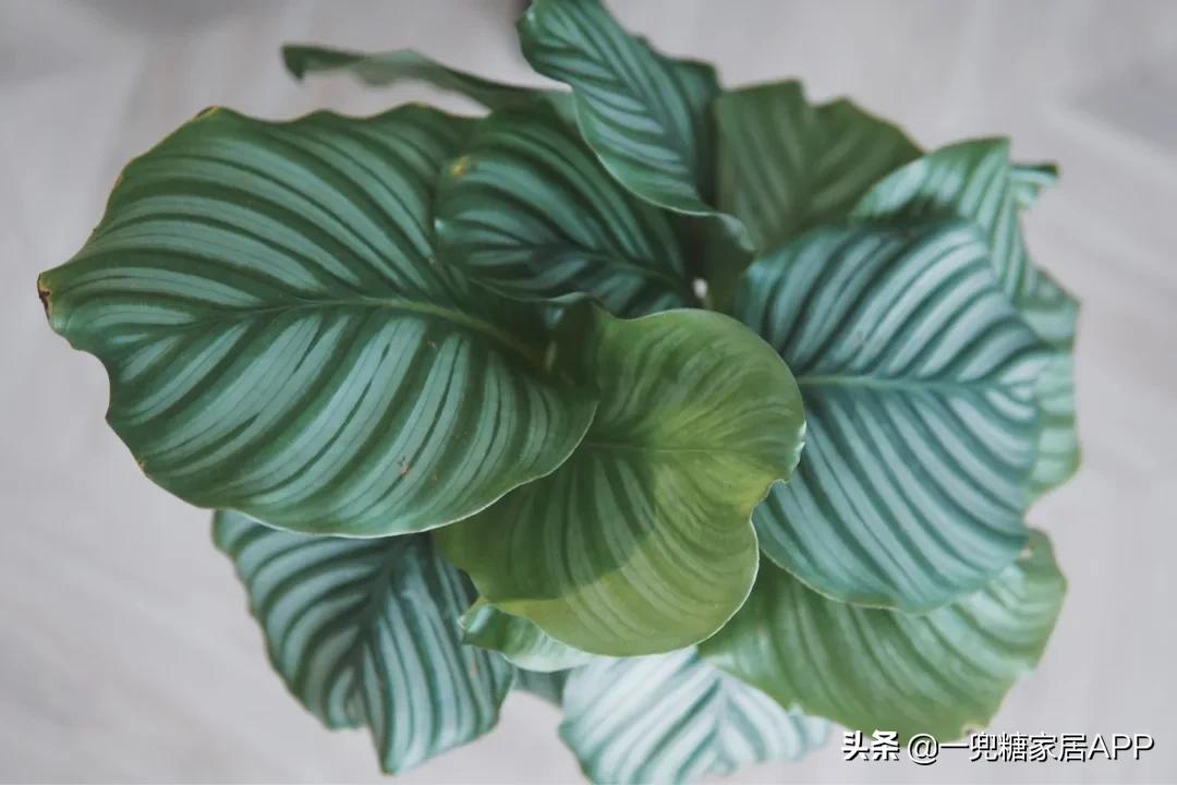手残党绿植大全,给大家推荐几款超好养的绿植