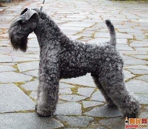 鐙楃嫍澶у叏鍙埍,鍙埍鐨勫皬鐙楃嫍閫佺粰鐖辩嫍浜哄＋