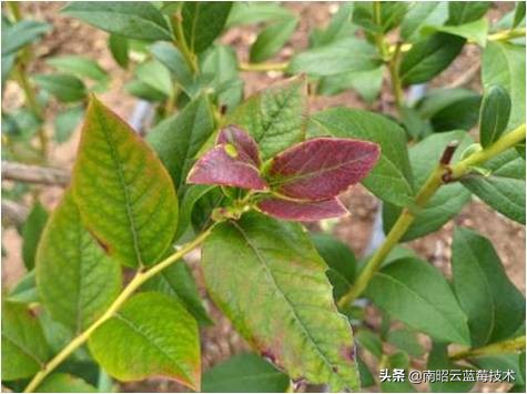 蓝莓叶片边缘焦枯是什么病害,蓝莓在高温下有哪些病害