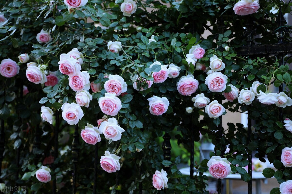 伊芙伯爵藤本月季的优缺点,艾拉绒球藤本月季优缺点