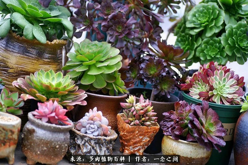 多肉牛群里的“七福神”（下）：男神篇！