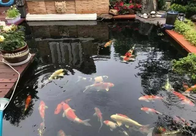 小院锦鲤鱼池建造全过程,自己建造庭院锦鲤鱼池