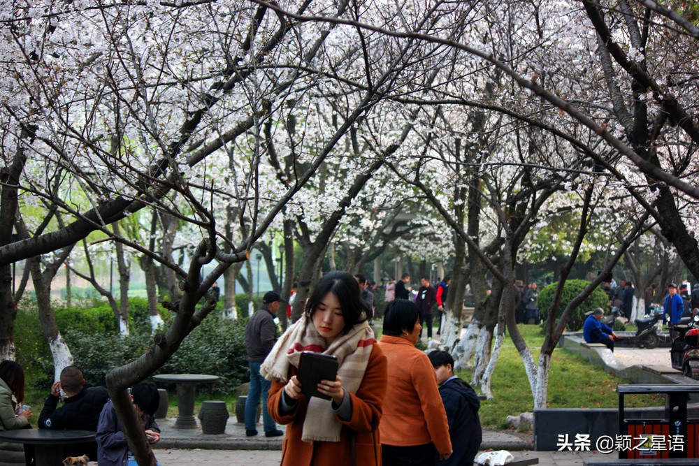 十里樱花十里尘,十五个赏樱地,赴一场樱花之恋