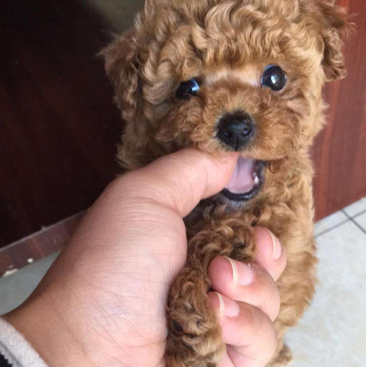 为什么泰迪弃养率越来越高,泰迪为什么弃养率这么高