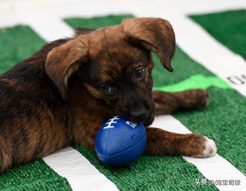国外狗狗敏捷比赛,狗狗敏捷大赛罗威纳