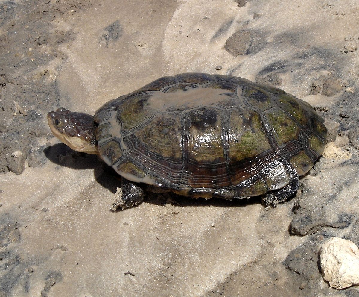 匠志萌宠乐园教学,匠志萌宠