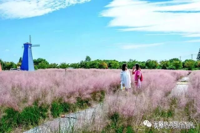 无锡哪里有看花海的景点,无锡秋季花海旅游景点