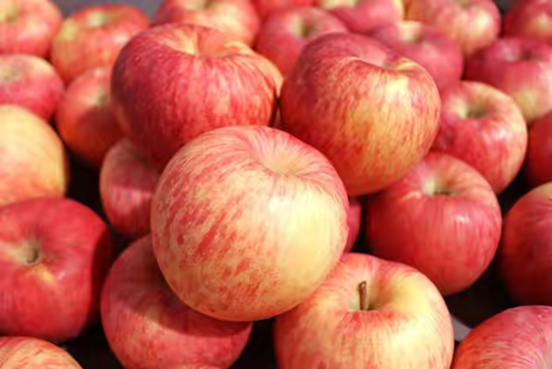 全国哪里的苹果最好吃,全国哪里的苹果最好吃又甜又水灵