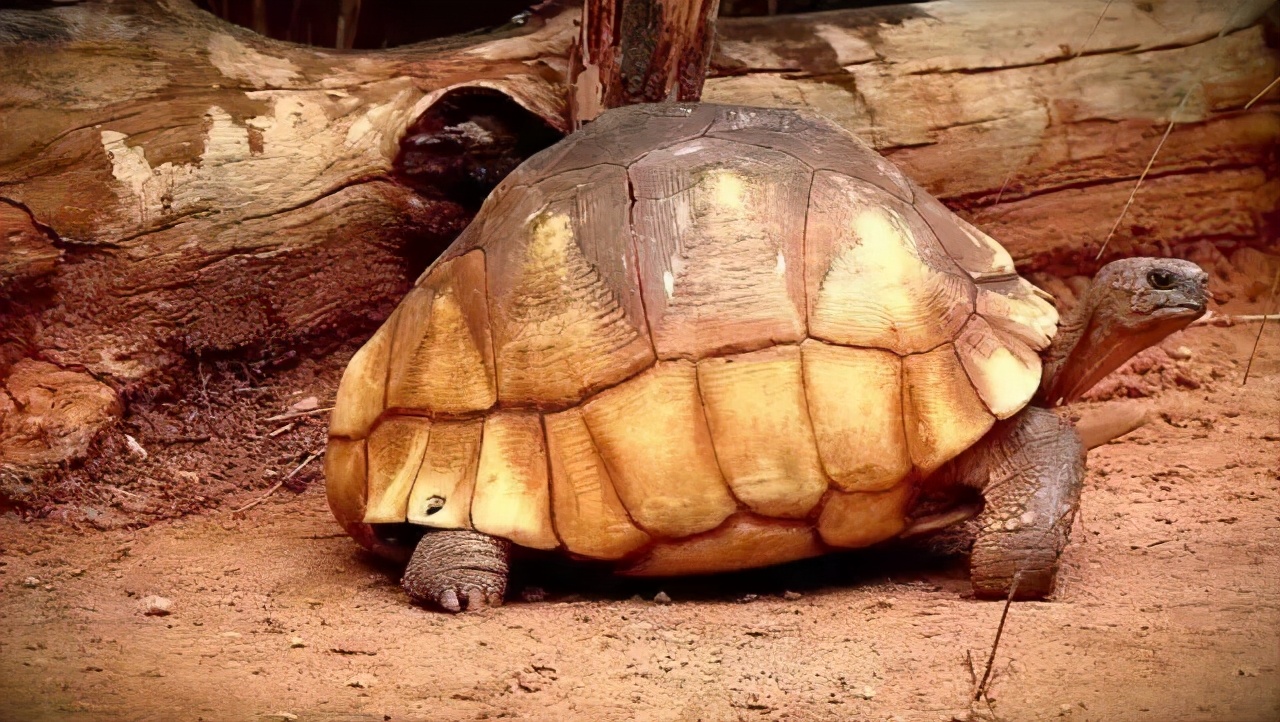 龟类纪录片,龟类图片