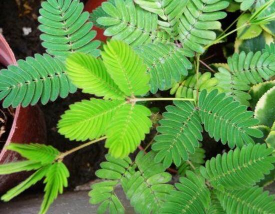 含羞草叶片发黄原因和处理,含羞草叶子边缘发黄怎么回事