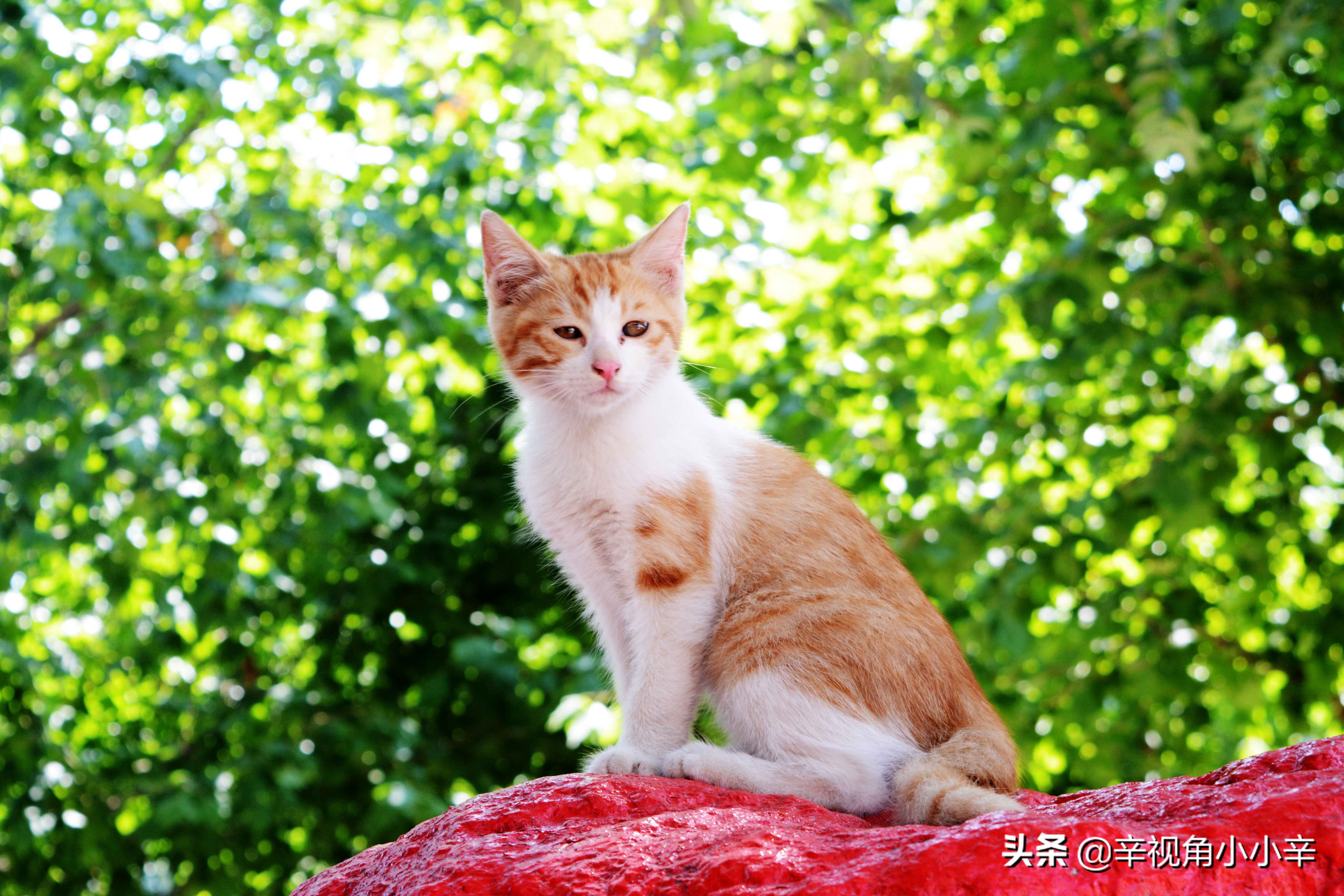 思想中的猫,徘徊中的猫