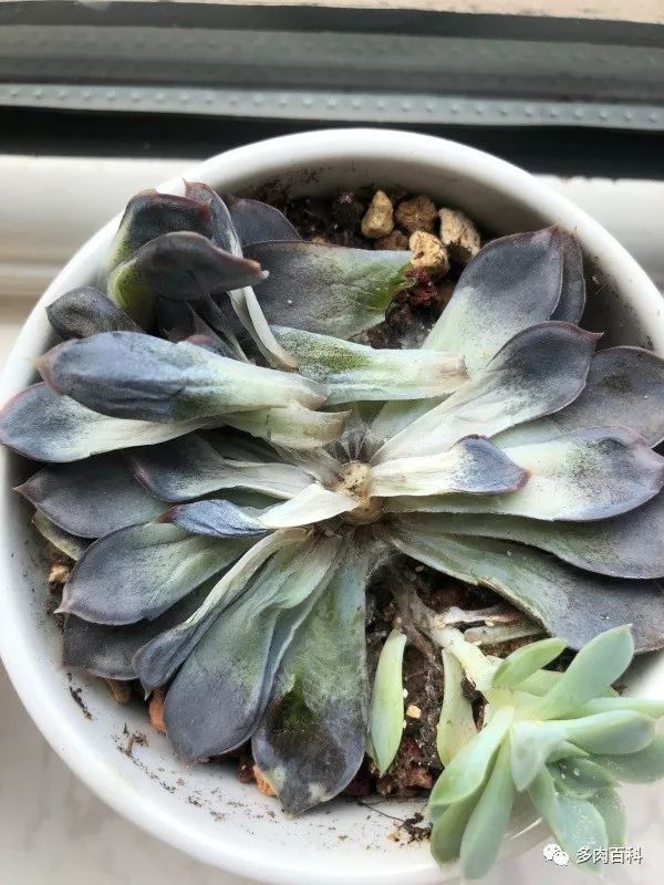 白凤多肉闷着了想化水怎么办,多肉植物为什么化水