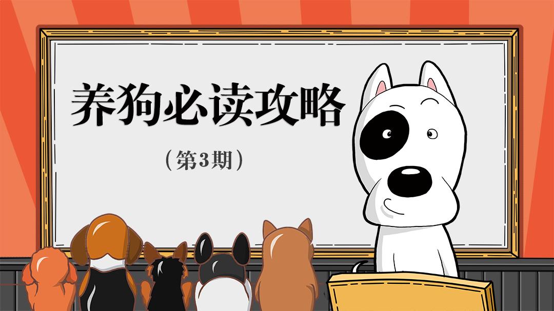 小狗肠胃炎大便果冻状带点血,小狗肠胃炎拉血了怎么回事