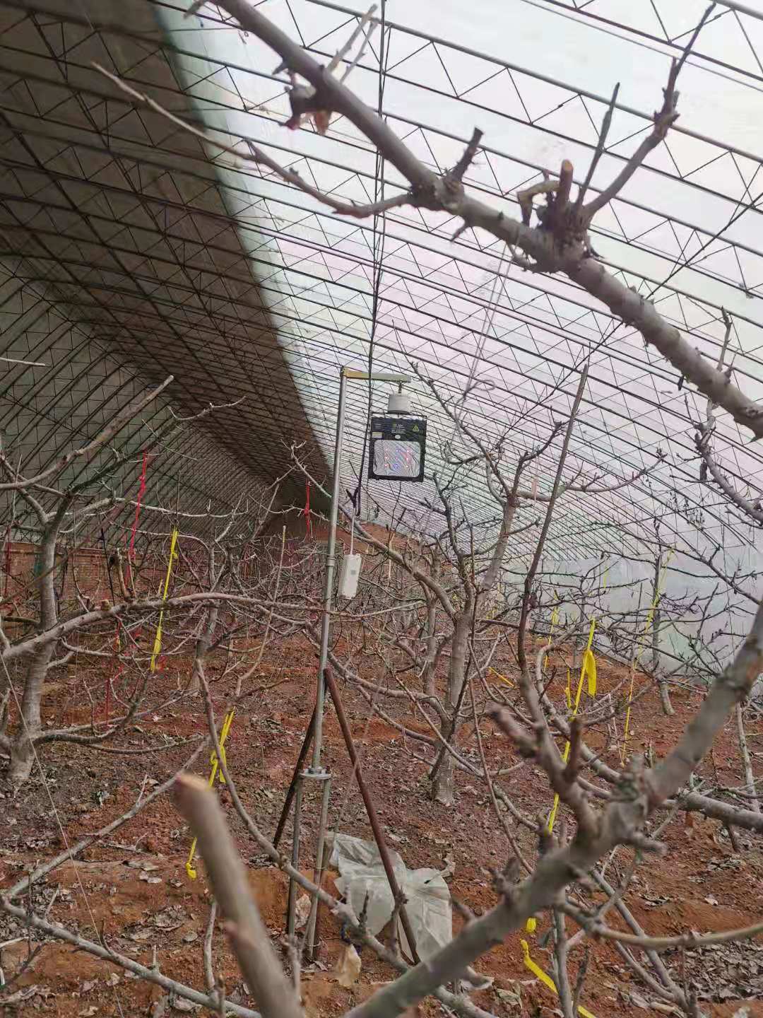 樱桃树上有喜鹊怎么办,樱桃树出现鸟害怎么办