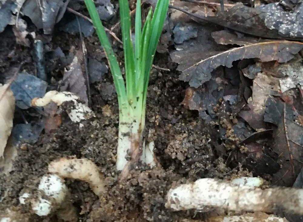 龙头带花苞的单苗兰花,兰花弱苗带花苞