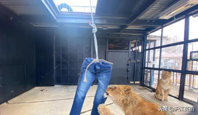 外国疫情下的大熊猫,英国大熊猫被送回中国