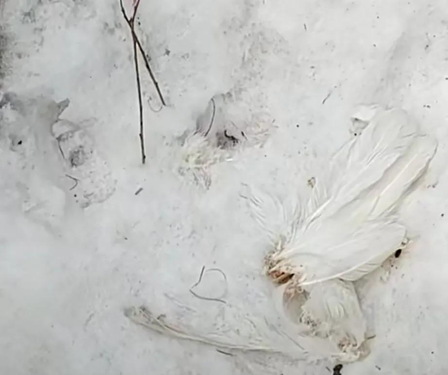 捕捉黄大仙的方法有哪些,黄大仙为什么怕黄鼠狼