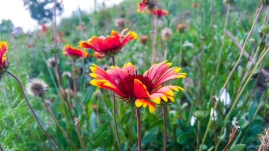 红梅盆景怎么修剪枝干能又短又多,对节白蜡盆景枝干修剪