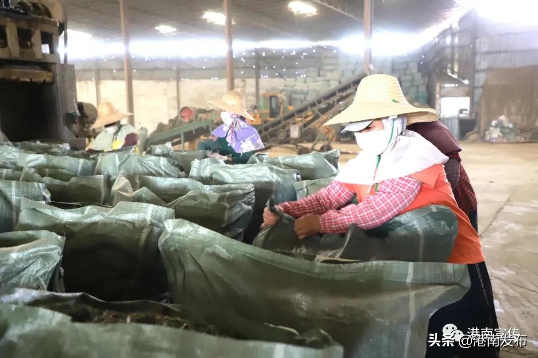 湛江镇：中药材成为群众致富金“药”匙