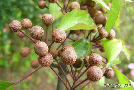 果径不到1CM，曾是农村娃的零食，如今10元一斤，常用来泡酒