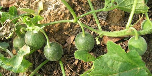 80后儿时的记忆乡村气息,80后农村人的记忆