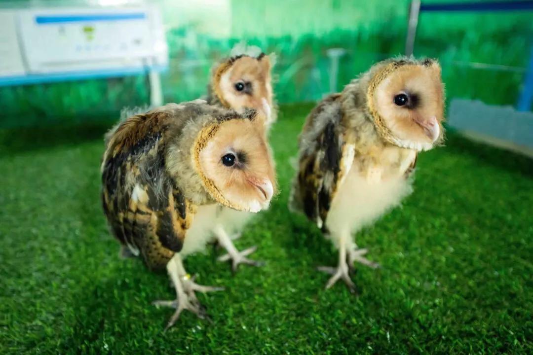 长隆飞鸟乐园拍鸟攻略,广州长隆飞鸟乐园可以摸哪些鸟