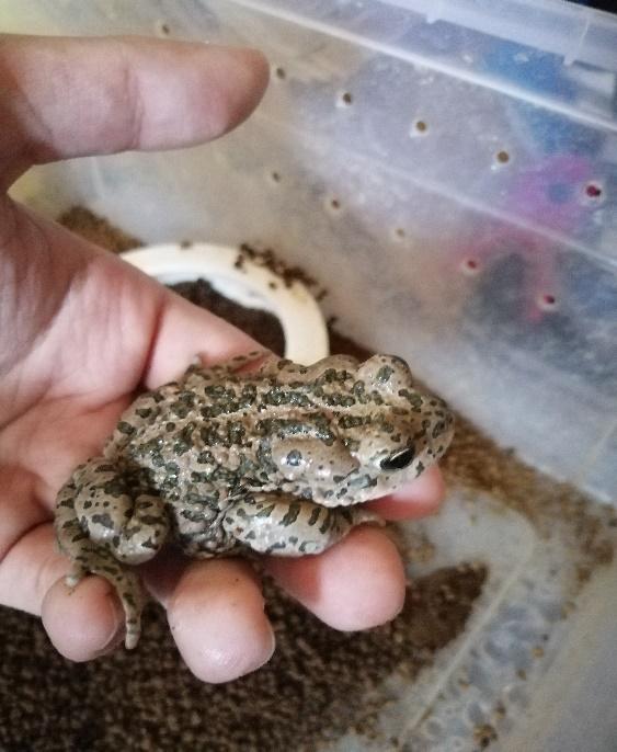 中华蟾蜍的快乐饲养法——养蛤心得分享|肆养来稿
