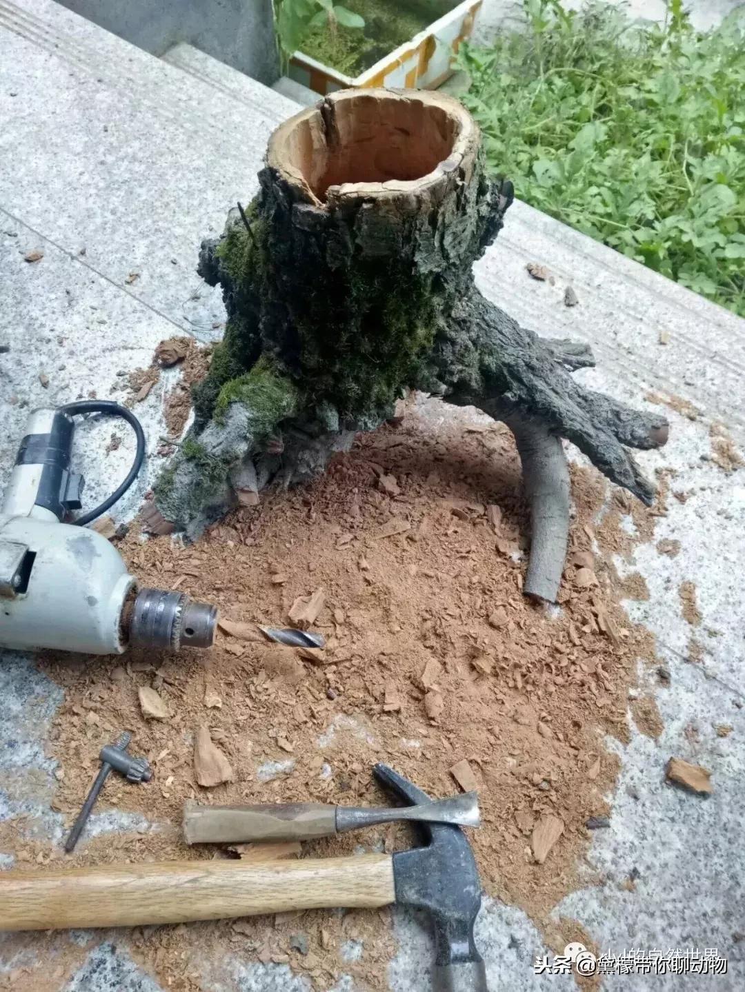 丛林造景黄缘龟池设计图大全,龟宝宝黄缘龟生态缸造景教程