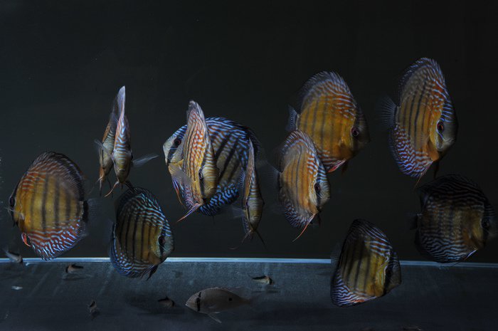 七彩神仙爱好者,野生七彩神仙开口