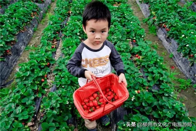 柳州草莓采摘园附近最近地方,柳州附近摘草莓好玩的地方