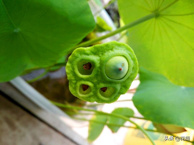 种植碗莲全过程日记,碗莲种藕成长记录