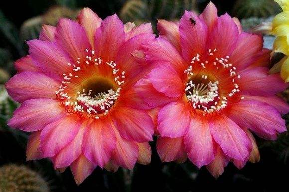 十个仙人球,最新30个仙人球品种