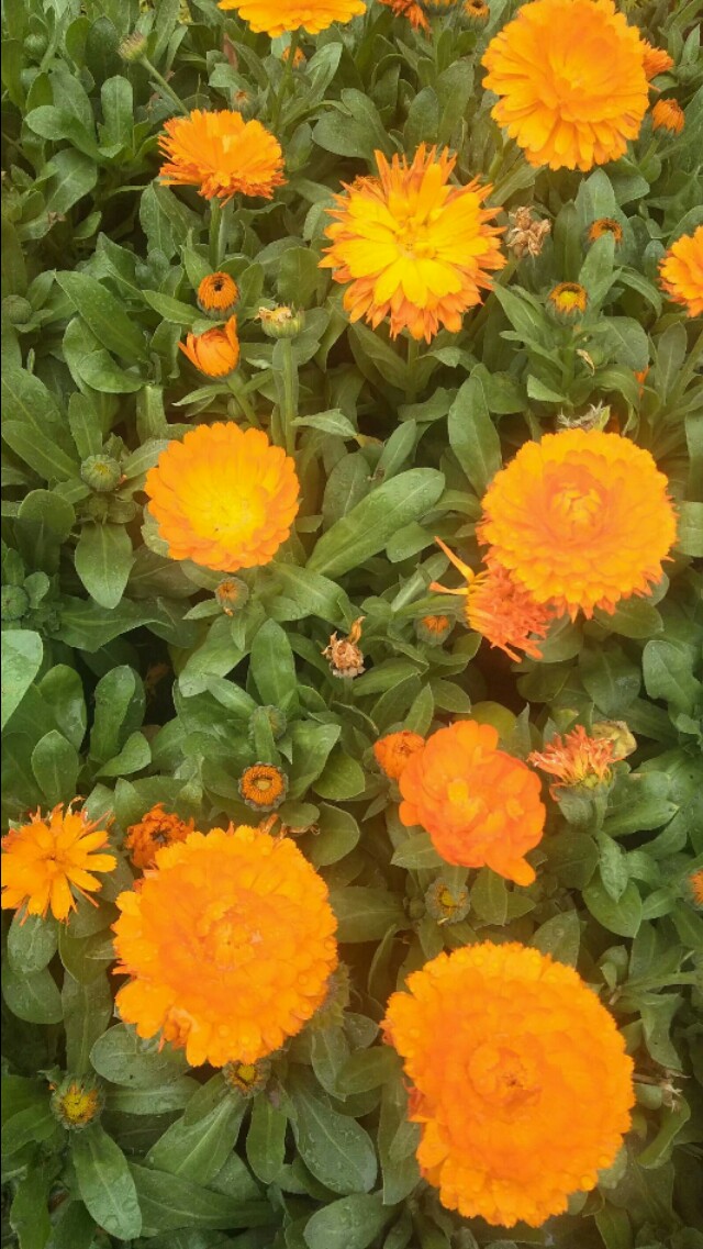 童话体裁,复活童话书