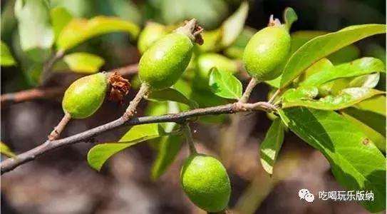 西双版纳这些奇特的水果，作为吃货的你都吃过哪些