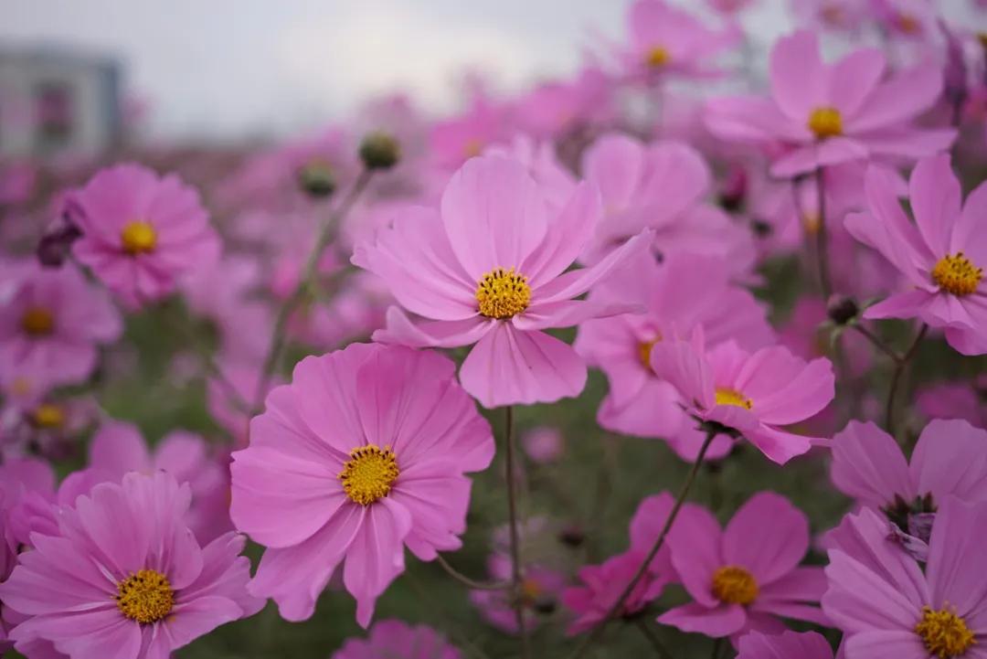 腾龙75-180与85定焦镜头,超值长焦定焦